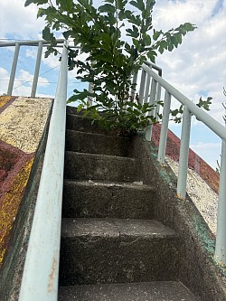 草が生えてる💦
