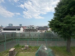 背中の上（頂上）から銀杏の木と横浜港